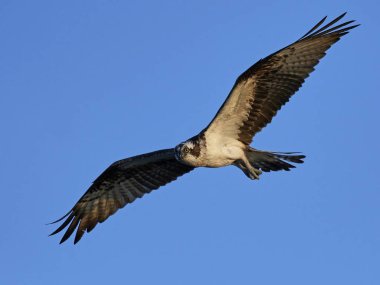 Sorguç (pandion haliaetus)