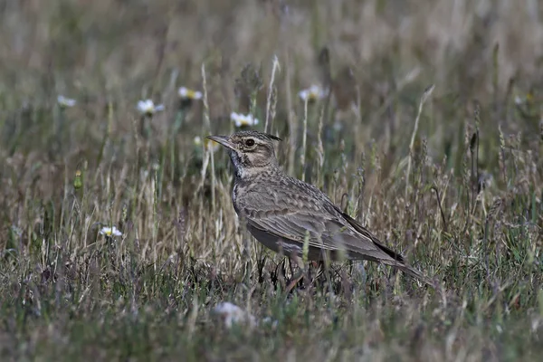 Tepeli toygar (galerida cristata)