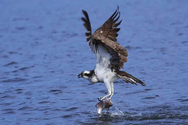 Osprey (pandion haliaetus) ) —  Fotos de Stock