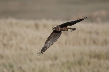Batı marsh harrier (sirk aeruginosus)