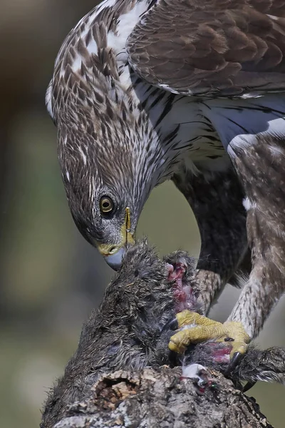 Bonellis Kartalı (Aquila fasciata)