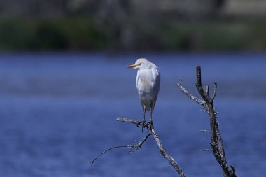 Egret Sığırı (Bubulcus ibis)