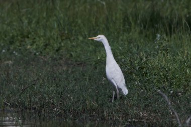 Egret Sığırı (Bubulcus ibis)