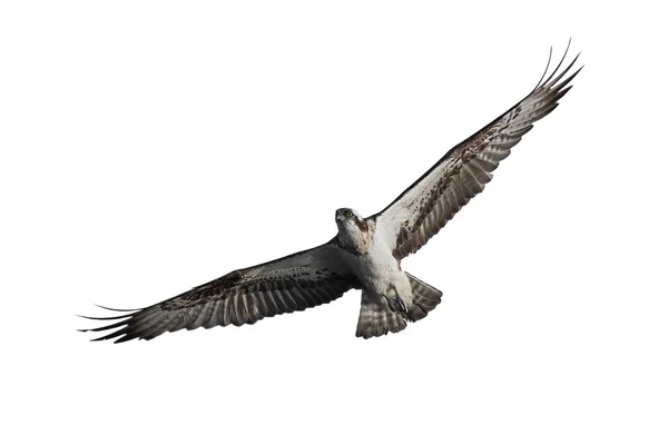 Osprey (pandion haliaetus ) — стокове фото