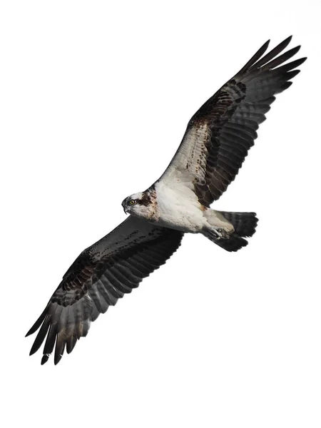 Fiskgjuse (pandion haliaetus) — Stockfoto