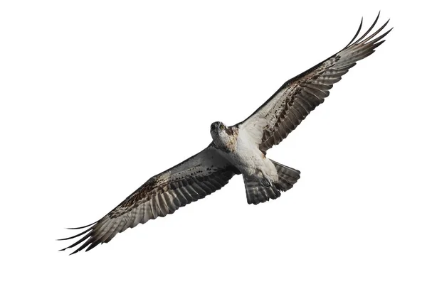 Osprey (pandion haliaetus) — 스톡 사진