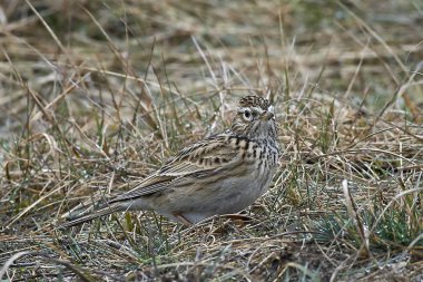 Avrasya skylark (Alauda arvensis)