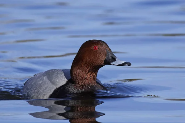 Frutteto comune (aythya ferina ) — Foto Stock