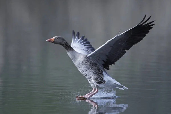 Greylag goose (Anser anser) — Stock Photo, Image