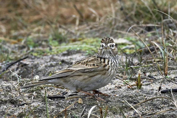 Alondra euroasiática (Alauda arvensis ) — Foto de Stock