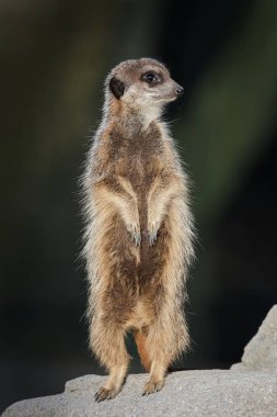çöl faresi (suricata suricatta)