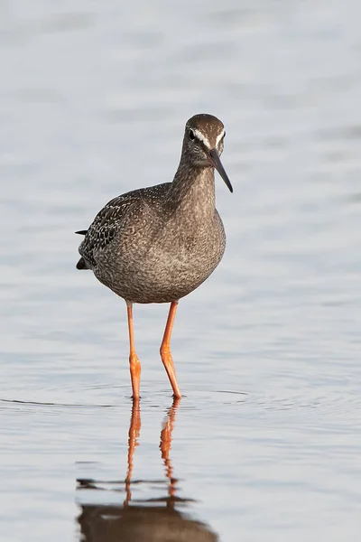 Brodziec śniady (Tringa erythropus) — Zdjęcie stockowe