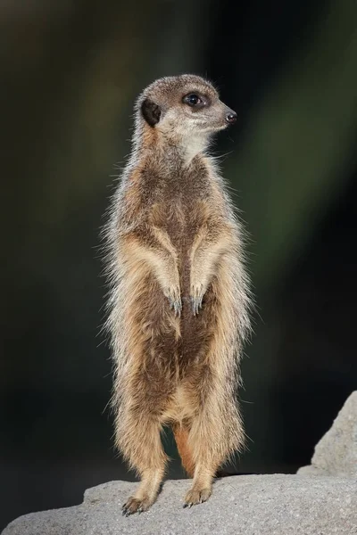 Meerkat (Suricata suricatta) — Stock Photo, Image