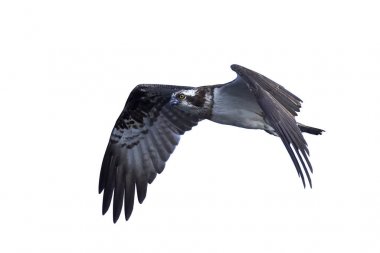 Sorguç (pandion haliaetus)