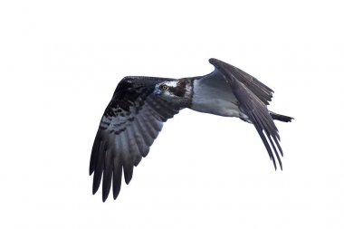 Osprey (Pandion haliaetus) clipart
