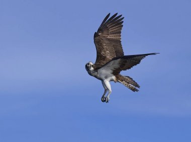 Sorguç (pandion haliaetus)