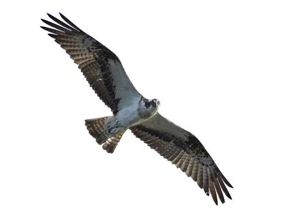 Osprey (Pandion haliaetus) — Stock Photo, Image