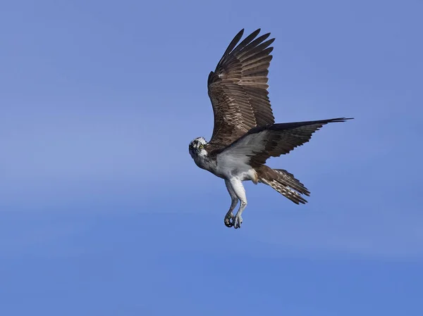 Osprey (pandion haliaetus) ) —  Fotos de Stock
