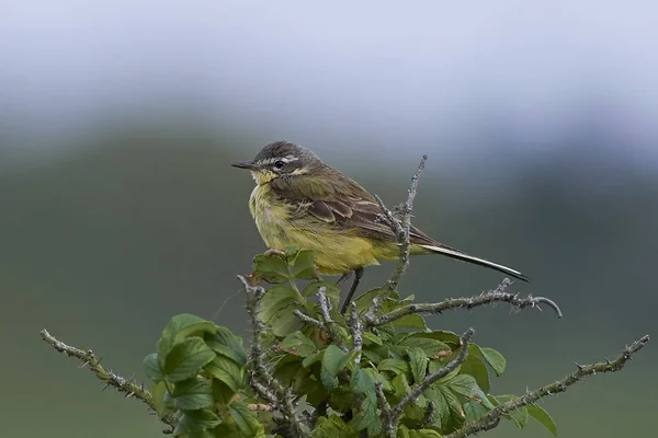 Западно-жёлтый хвостик (Motacilla flava ) — стоковое фото