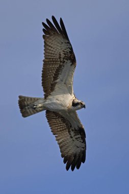 Sorguç (pandion haliaetus)