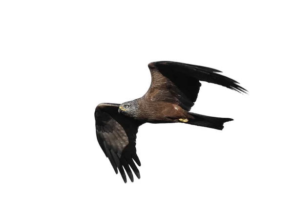 Black kite (Milvus migrans) — Stock Photo, Image