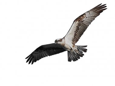 Sorguç (pandion haliaetus)