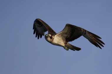 Sorguç (pandion haliaetus)