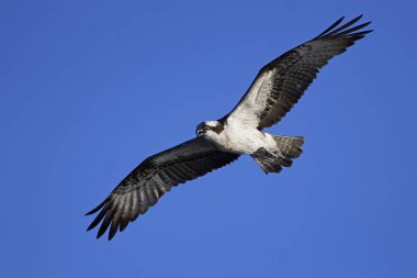 Sorguç (pandion haliaetus)