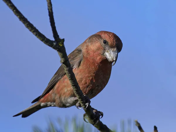 Parrot crossbill (Loxia pytyopsittacus) — Stock Photo, Image