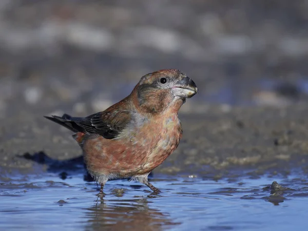 Parrot crossbill (Loxia pytyopsittacus) — Stock Photo, Image