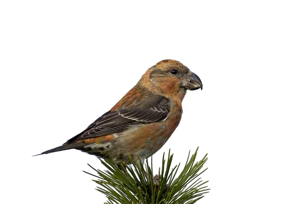Parrot crossbill (Loxia pytyopsittacus) — Stock Photo, Image