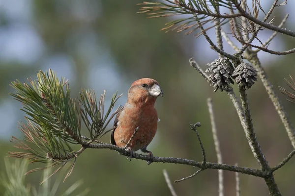 Parrot crossbill (Loxia pytyopsittacus) — Stock Photo, Image