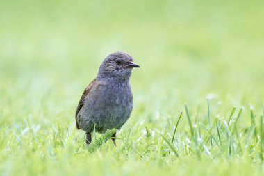 bülbülü (prunella modularis)