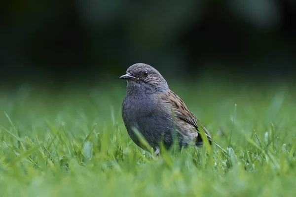 Dunnock (Prunella modularis) — Stock Photo, Image