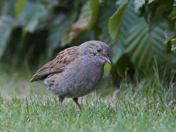 Dunnock (Prunella modularis) — Stock Photo, Image