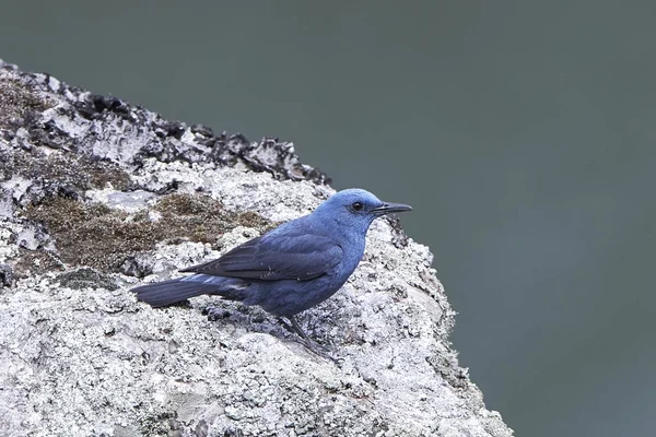 Tordo de rocha azul (Monticola solitarius ) — Fotografia de Stock