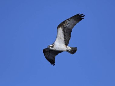 Sorguç (pandion haliaetus)
