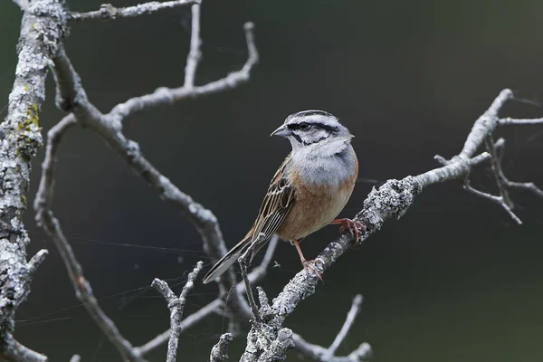 Rock sparv (Emberiza cia) — Stockfoto