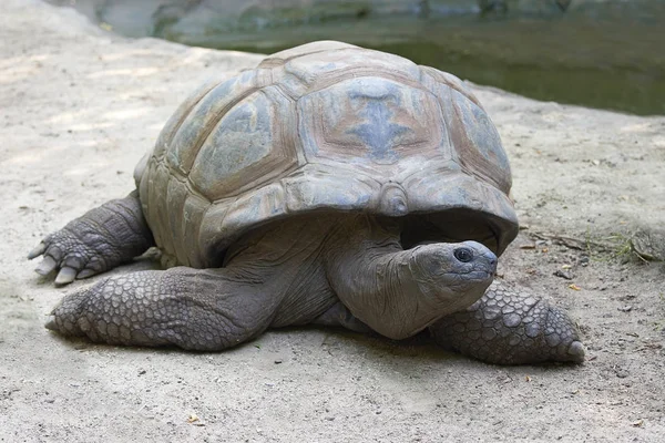 Альдабра гигантская черепаха (Aldabrachelys gigantea) — стоковое фото