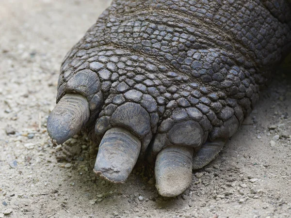 Storsköldpadda (Aldabrachelys gigantea)) — Stockfoto