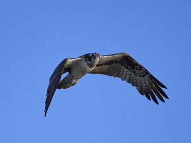 Sorguç (pandion haliaetus)