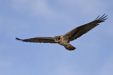 Sorguç (pandion haliaetus)