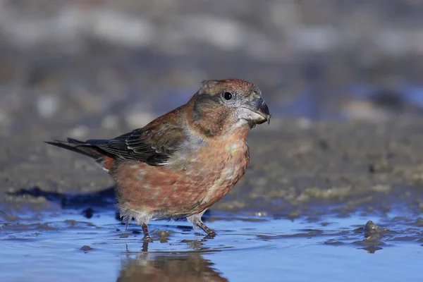 Parrot crossbill (Loxia pytyopsittacus) — Stock Photo, Image