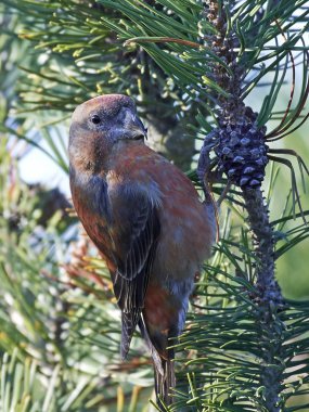papağan çaprazgaga (Loxia pytyopsittacus)