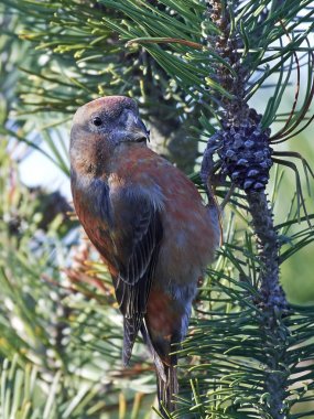 parrot crossbill (Loxia pytyopsittacus) clipart