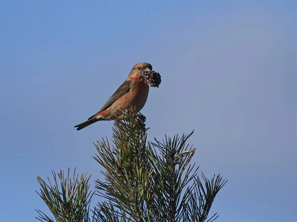 Parrot crossbill (Loxia pytyopsittacus) — Stock Photo, Image