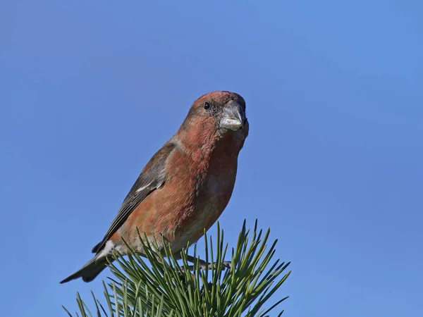 Parrot crossbill (Loxia pytyopsittacus) — Stock Photo, Image