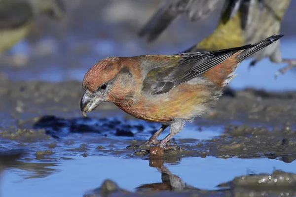 Parrot crossbill (Loxia pytyopsittacus) — Stock Photo, Image