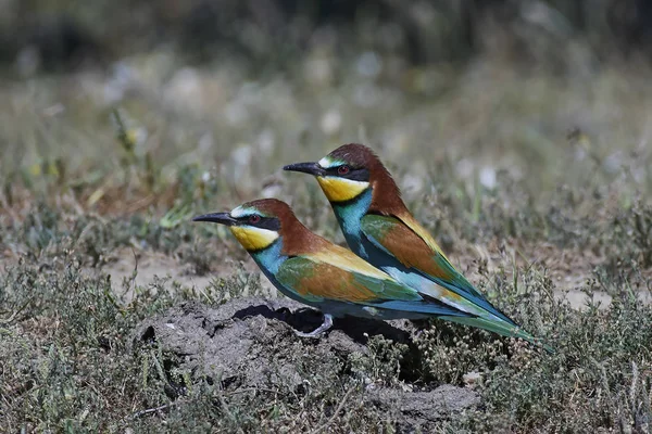 Comedor europeu de abelhas (Merops Apiaster) — Fotografia de Stock