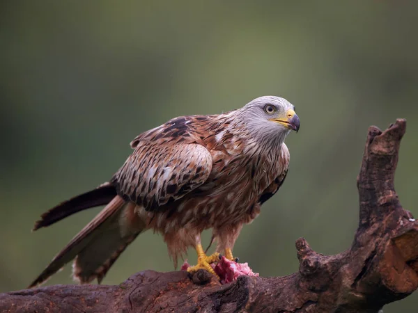 Красный змей (Milvus milvus) — стоковое фото